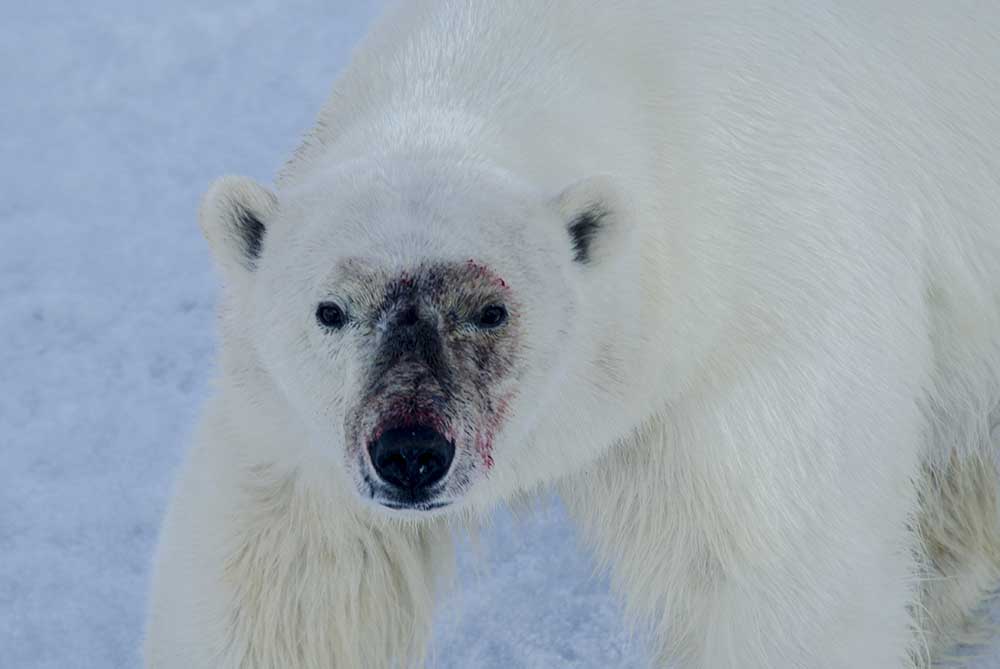 14 - Oso Polar - islas Svalbard - Noruega